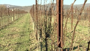 Nebezpečná choroba viniča sa šíri Slovenskom. V deviatich okresoch platí karanténa