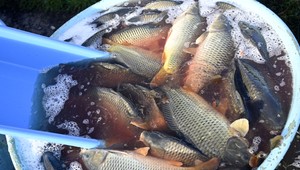 Slováci sú na chvoste v konzume rýb. Rybársky zväz sa to pokúša zmeniť