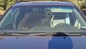 Medveď sa zamkol v aute a celú noc trúbil. Susedia si mysleli, že ich budí šialený vodič