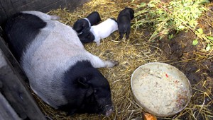 Prasatá zachránia životy chorých, zistili vedci