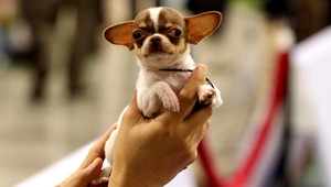 Mini kabelkové psíky. Nový biznis aj týranie