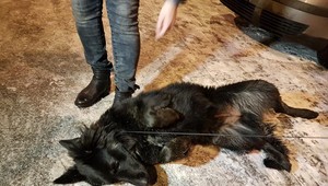 Štefan našiel zatúlaného psa. Prichýlil ho a dokonca vypátral aj majiteľa