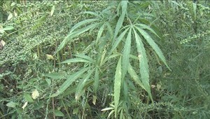 Študent sa v škole chválil krabicou plnou marihuany, môže skončiť vo väzení