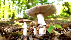 Hubári svoje úlovky predávajú na trhoch, aj napriek chemickým postrekom