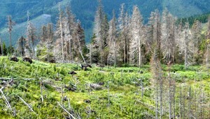 V slovenských lesoch sú premnožené lykožrúty, situácia je kritická