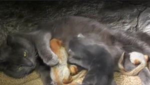 VIDEO: Netradičná zvieracia rodina. Mačka si osvojila veveričky