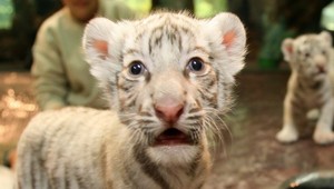 Tigrie mláďa sa snažili poslať poštou. Predtým ho nadopovali sedatívami