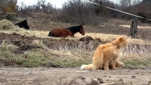 Päť koní zmizlo bez stopy. Majitelia ponúkajú nemalú odmenu