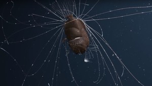 V Atlantickom oceáne ulovili do siete doposiaľ neznámy druh ryby