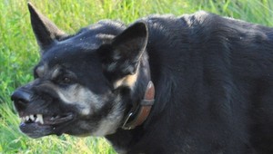 Psy roztrhali dievčatko