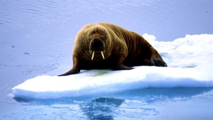 Chcete bývať zadarmo? Buďte mojím mrožom, láka Angličan