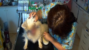 Mladíci našli utýraného psa, zachránili ho v poslednej chvíli