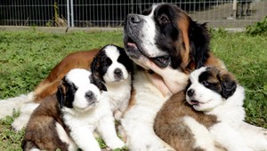 V opustenom dome našli päť brutálne ubitých psíkov