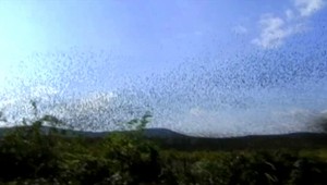 Jediný nálet škorcov na vinice spôsobí škodu za stotisíc eur