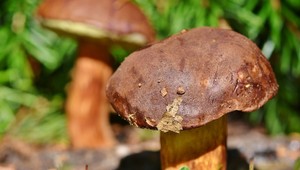 Hubárska sezóna stále trvá. Pozor ale na to, čo zbierate