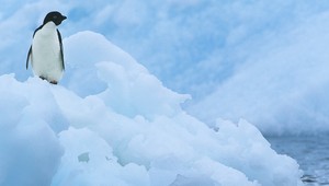 Tisícky tučniakov v Antarktíde zahynuli od hladu, prežili len dve mláďatá