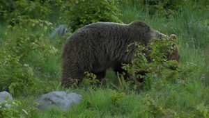 Oblasť na Poľane ohrozujú medvede