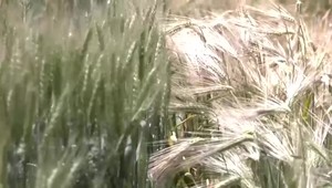 Poznáme výsledky kontrol ukrajinského obilia v Mlyne Kolárovo