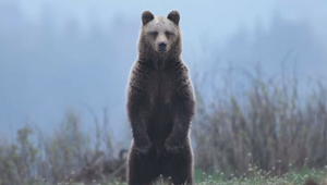 Prvý útok medvedice v roku 2026: Muž skončil v nemocnici, medvedicu zabili, uviedol Kuffa
