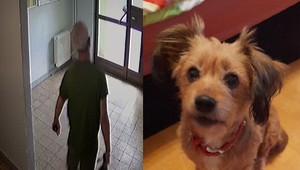 Pre nezhody s exmanželkou mal sekerou zabiť jej psa: Vyšetrovateľ navrhol muža obžalovať