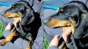 V Bratislave sa stratila fenka jazvečíka. Pomôžte ju nájsť