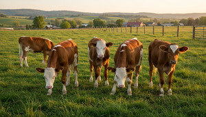 Jalovice majú negatívne testy, ale aj tak ich utratia. Rozhodnutie štátu vyvoláva otázky