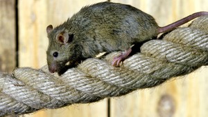 Kuchynský odpad nevyhadzujte do záchodov, myši budú mať hody