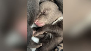 Bojnická ZOO bojuje o život mláďat zastrelenej medvedice. Takto zvládli prvú noc