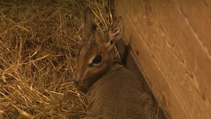 Bratislavská ZOO privítala nový prírastok: Narodila sa tu najmenšia antilopa na svete