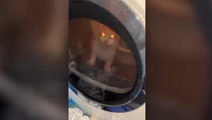 Mladíci z Česka utýrali mačku v sušičke, ohavný čin si nakrútili