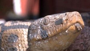 Obyvateľov sídliska vystrašil had. Polícia taký záver prípadu nečakala