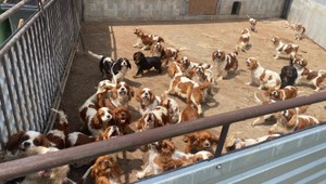 Najväčší nelegálny chov psov v dejinách Slovenska odhalený enviropolicajtmi