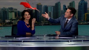 VIDEO: Moderátorke vletel do vlasov vták