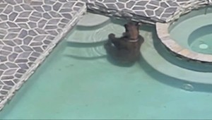 VIDEO. Veľký čierny medveď sa chcel schladiť. Preliezol plot a zaplával si v bazéne