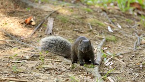 Muži jedli mŕtve veveričky pred stánkom s vegánskym jedlom. Za svoje správanie sa postavili pred súd