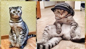 Mačka sediaca ako človek sa stala internetovou senzáciou!