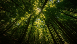 Pri práci v lese zahynul 45-ročný muž, spadol na neho strom