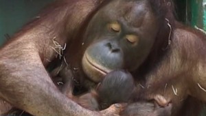 Orangutan Kiran z Bojníc je miláčikom všetkých návštevníkov v ruskej ZOO