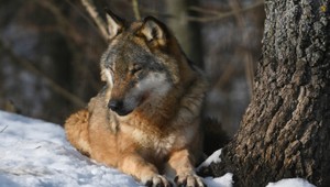 Vlčia svorka sa priblížila k ľuďom: Laň roztrhali pár metrov od domova seniorov