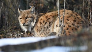 Chcete sa zbaviť domáceho miláčika? Dánska ZOO ponúka riešenie