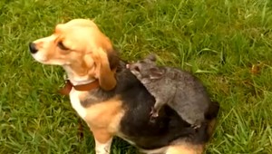 Pes si adoptoval vačicu, nosí ju na chrbte