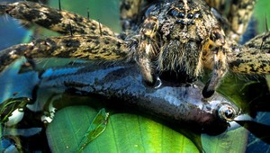 Pavúky zabíjajú a žerú ryby