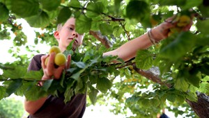 V sadoch nie je čo zbierať. Ministerstvo zriadi fond
