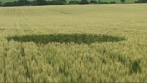 Ďalšie tajomné kruhy v obilí. Tentoraz pri Prievidzi