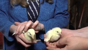 Záchrana kuriatok z nehody kamióna: Pozrite sa, ako sa im darí po týždni