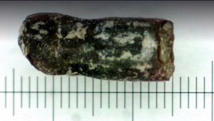 Čas na vyliahnutie dinosaura sa zdá záhadou. Vedci ale poznajú odpoveď