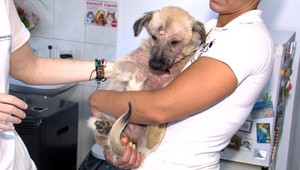 Za týranie zvierat budú prísnejšie tresty. Novela zákona začne platiť už 1. novembra