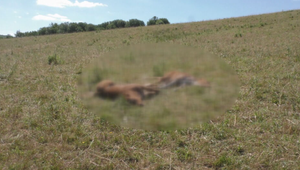 Najprv čudné zvuky, potom tragédia. Pastieri našli na lúke roztrhané teliatko