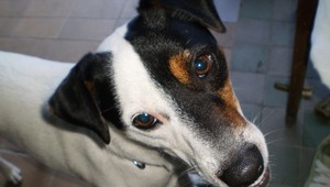 Stratil sa teriér Hugo, nálezcu čaká odmena