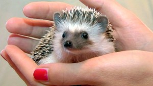 Drobní britskí ježkovia "terorizujú" Nový Zéland